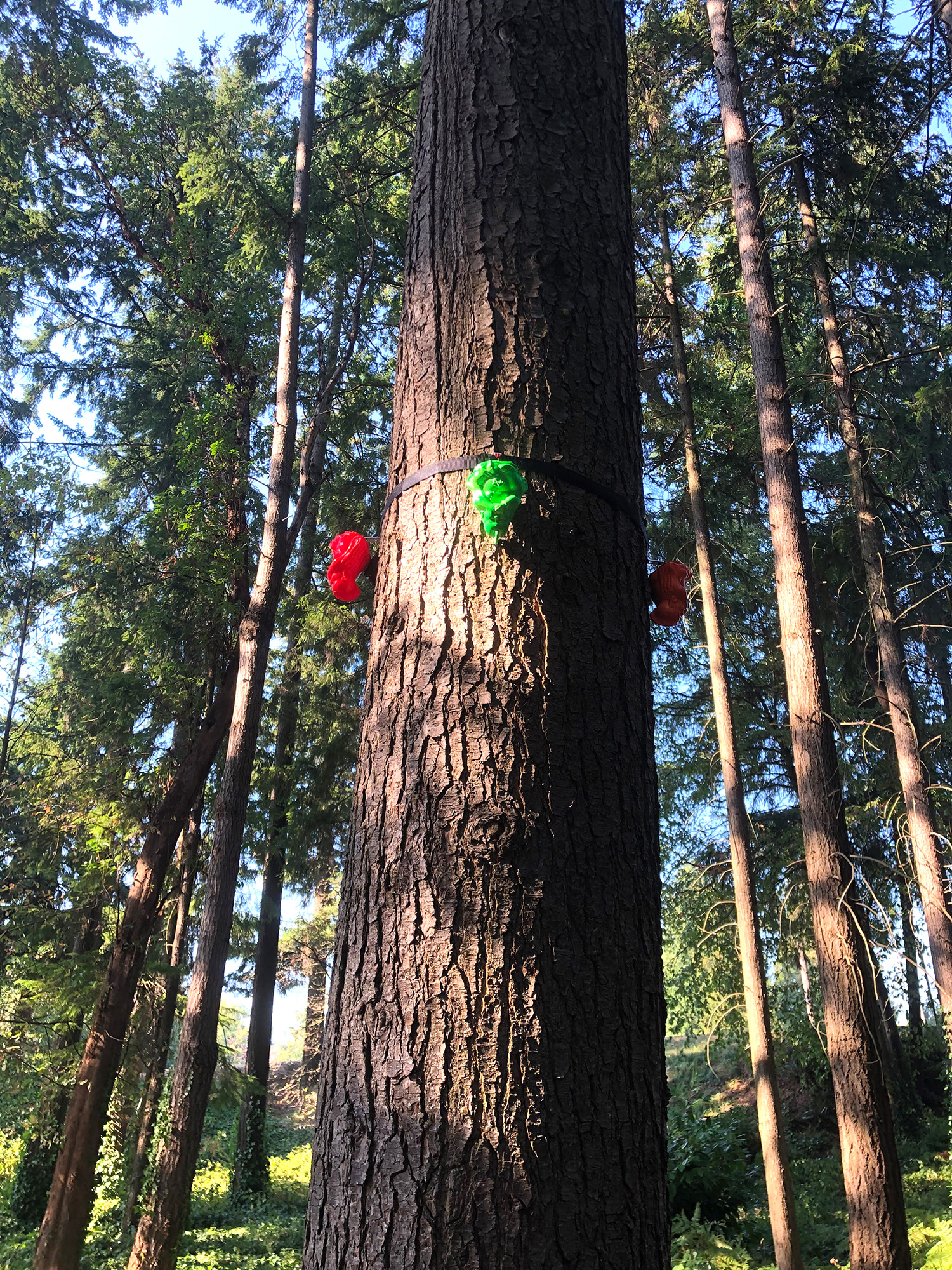 Tree7