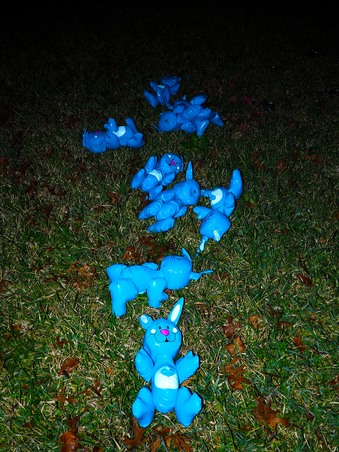 Rabbits4!